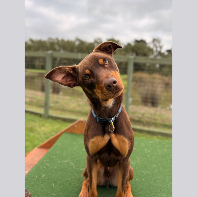 Photo of Otto