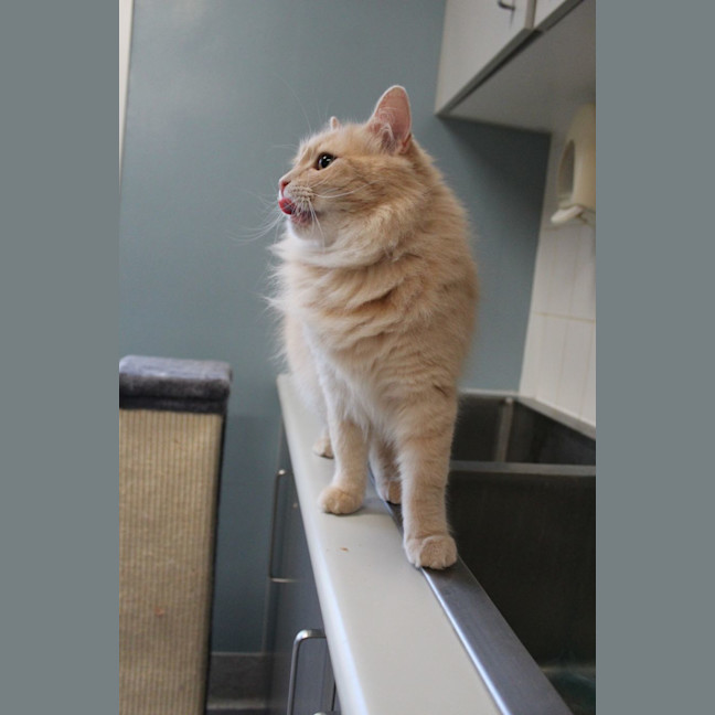 Photo of Amaretto!