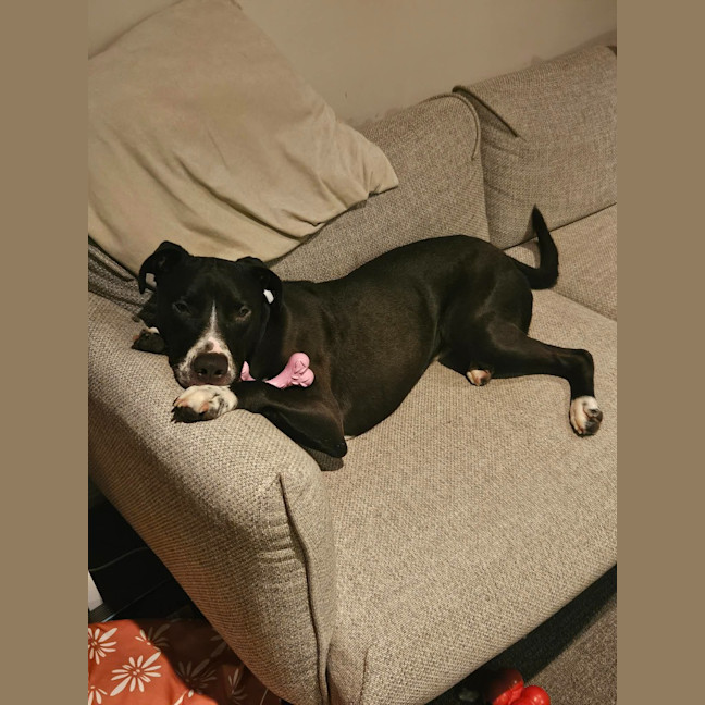 Photo of Rocky