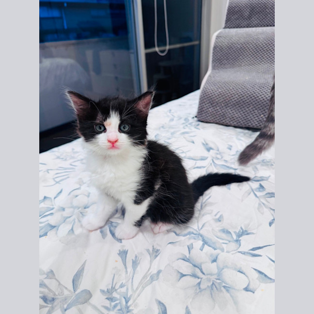 Photo of Twinkle Toes