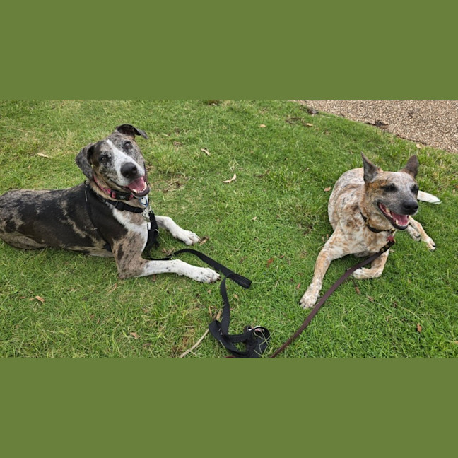 Photo of Truffles *$150 Adoption Fee*