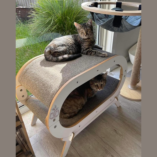 Photo of Juniper And Jinn