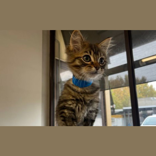 Photo of Remy