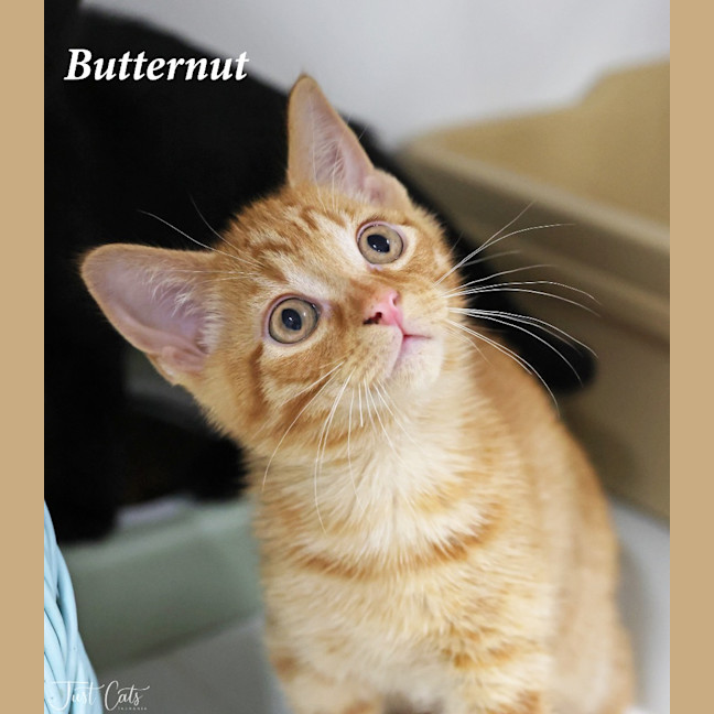 Photo of Butternut
