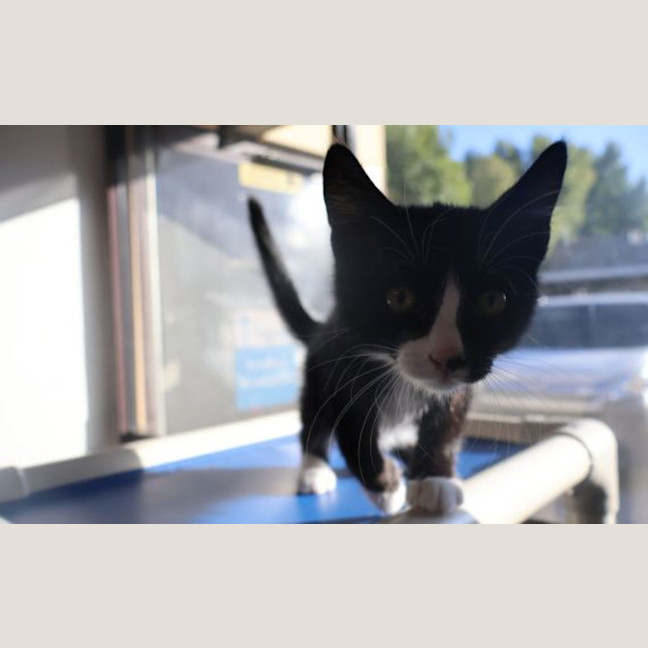 Photo of Casper The Baby