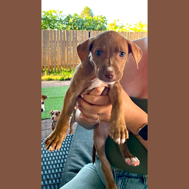 Photo of Teak   10 Week Old Staffy X (On Trial)