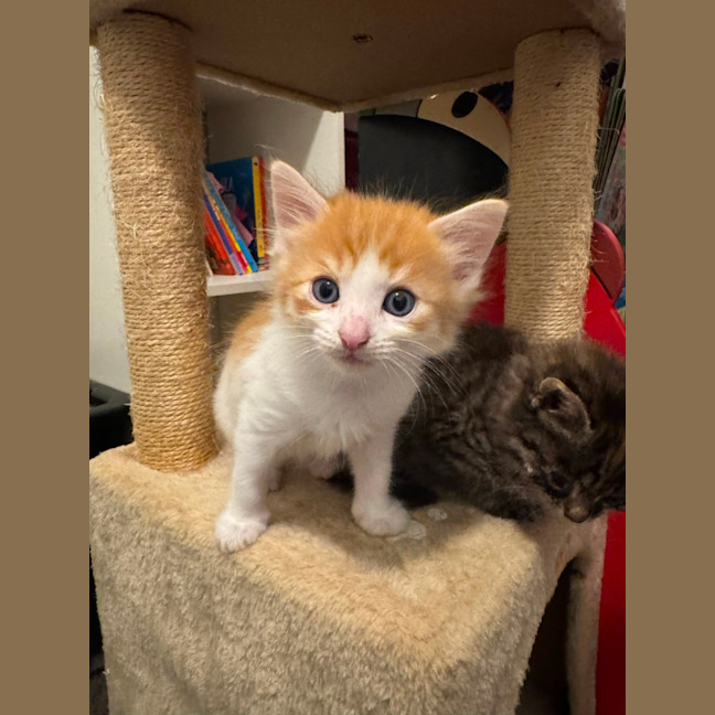 Photo of Freddy 🧡