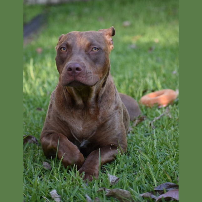 Photo of Turbo *$250 Adoption Fee*