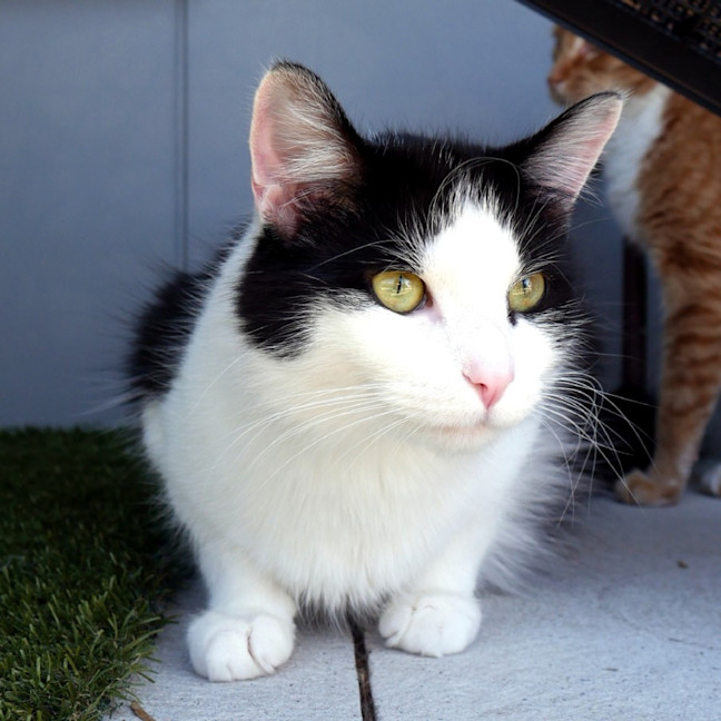 Photo of Jack Sta013676 & Luke Sta013677