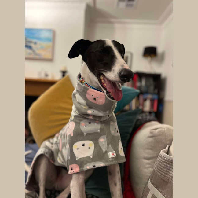 Photo of  Brian The Greyhound 