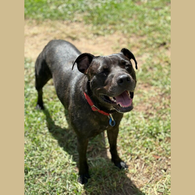 Photo of Koda