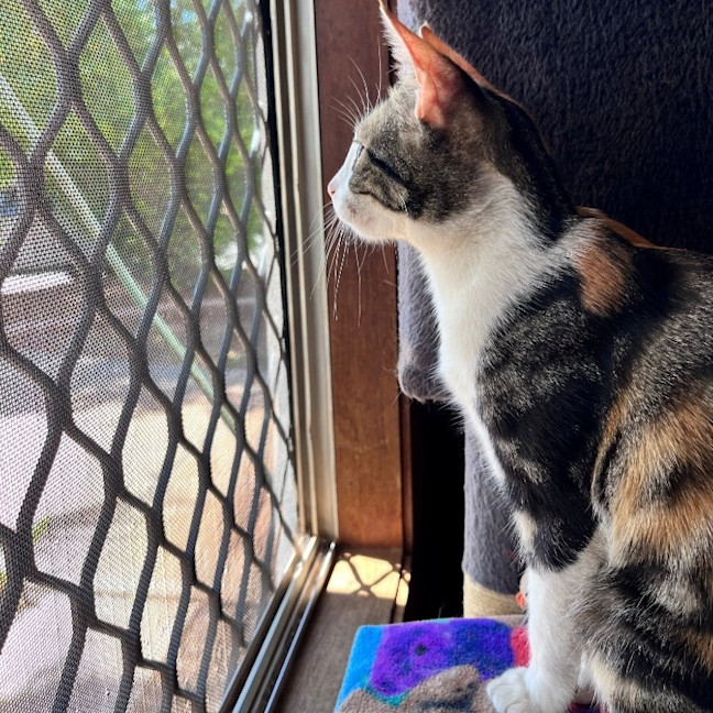 Photo of Tashi