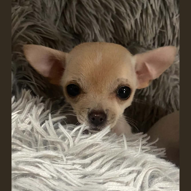 Photo of Pip