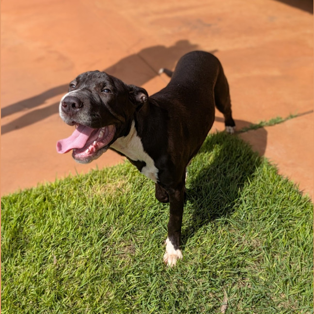 Photo of Domino