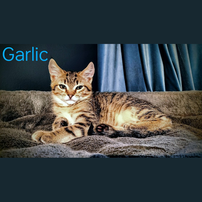 Photo of Garlic