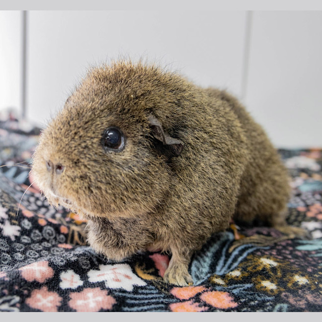 Photo of Daisy