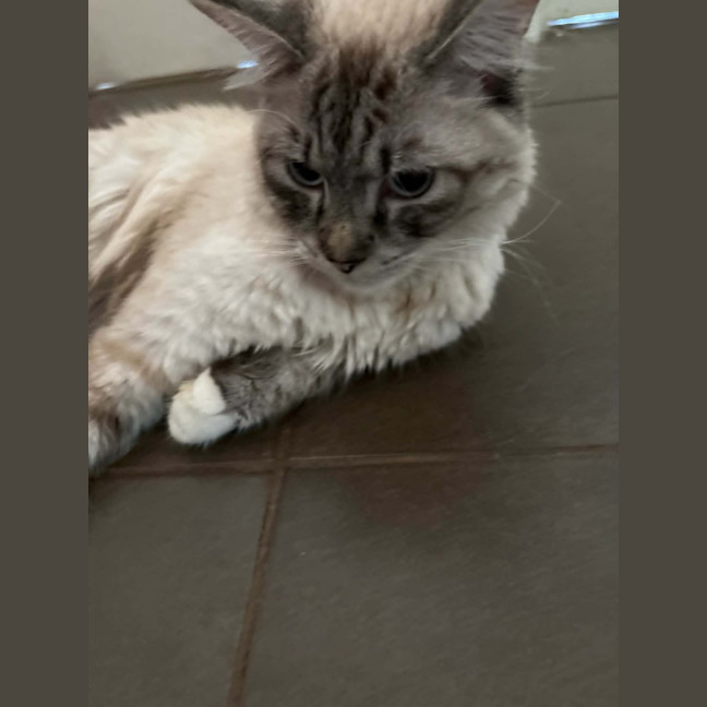 Photo of Sailor