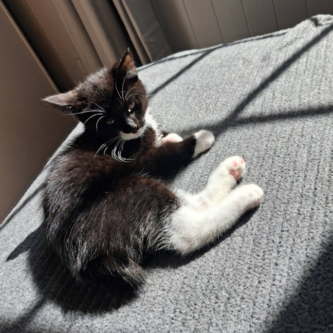 Photo of Soju