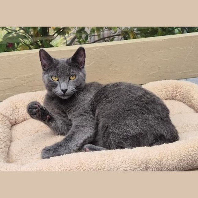 Photo of Blue