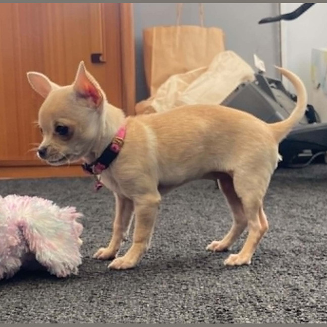 Photo of Pip