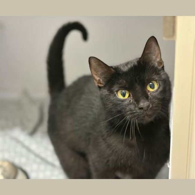 Photo of Phantom