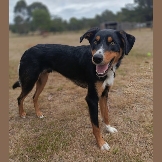 Photo of Rusty