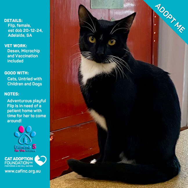 Photo of Flip Just $120 Fully Vetted!