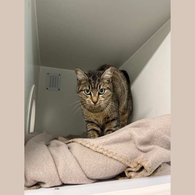 Photo of Willow