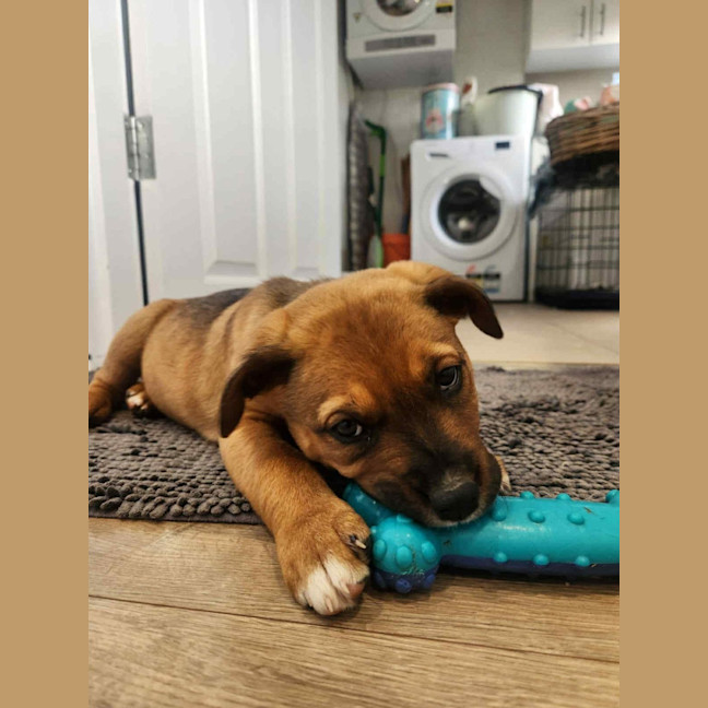 Photo of Valkyrie   6 Month Old Staffy X