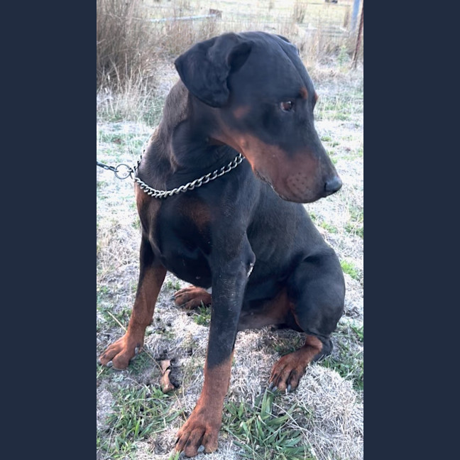 Photo of Mr B Von Dobermann
