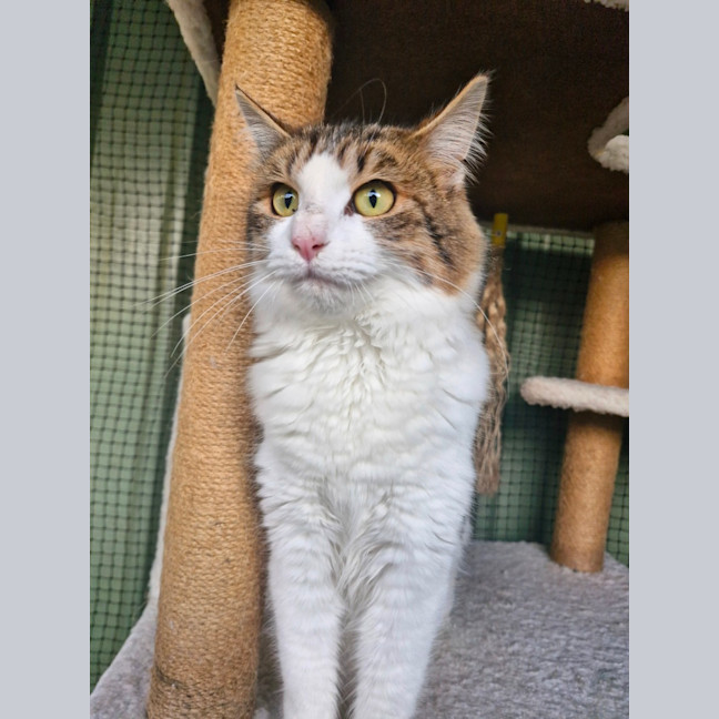 Photo of Tiger Lily