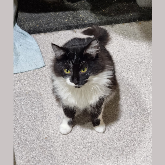 Photo of Mopsy