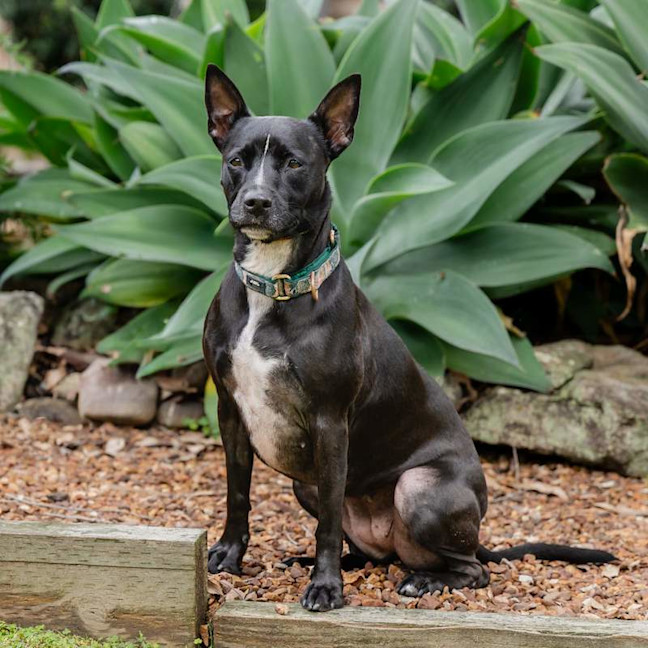 Photo of Missy