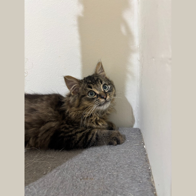 Photo of Percy