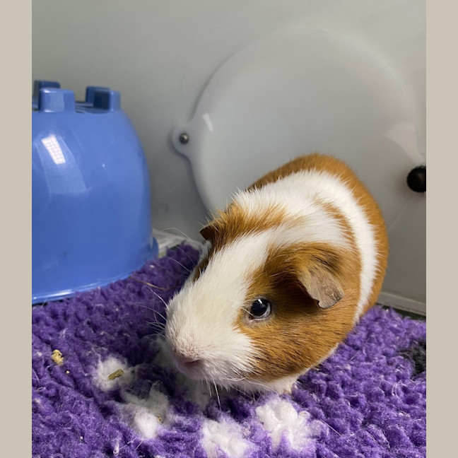 Photo of Chippie