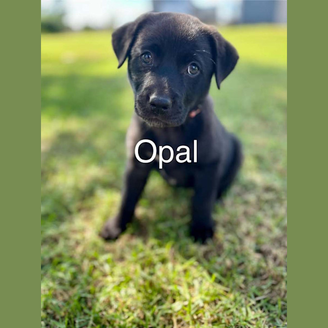 Photo of Opal