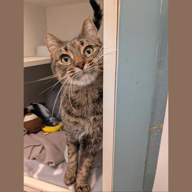 Photo of Baxter