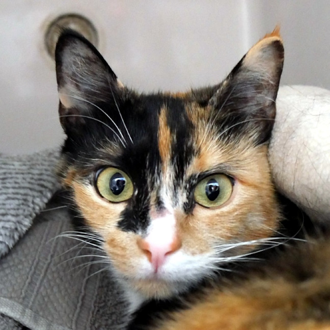 Photo of Autumn Sta014588