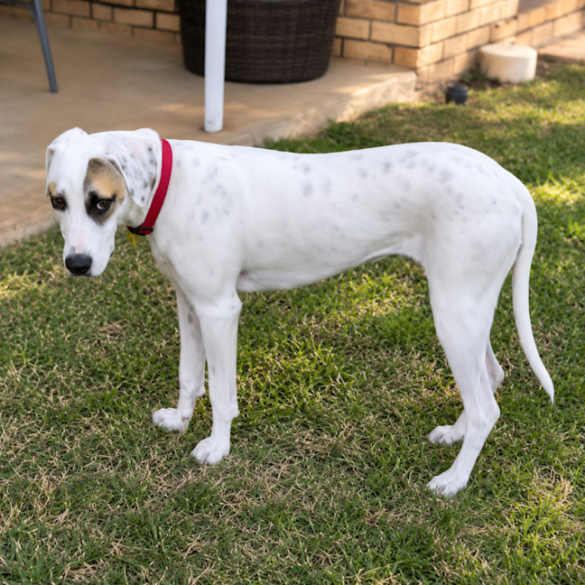 Photo of Zelda