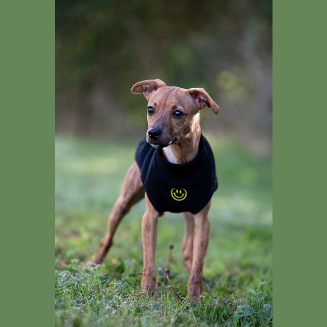 Photo of Rascal
