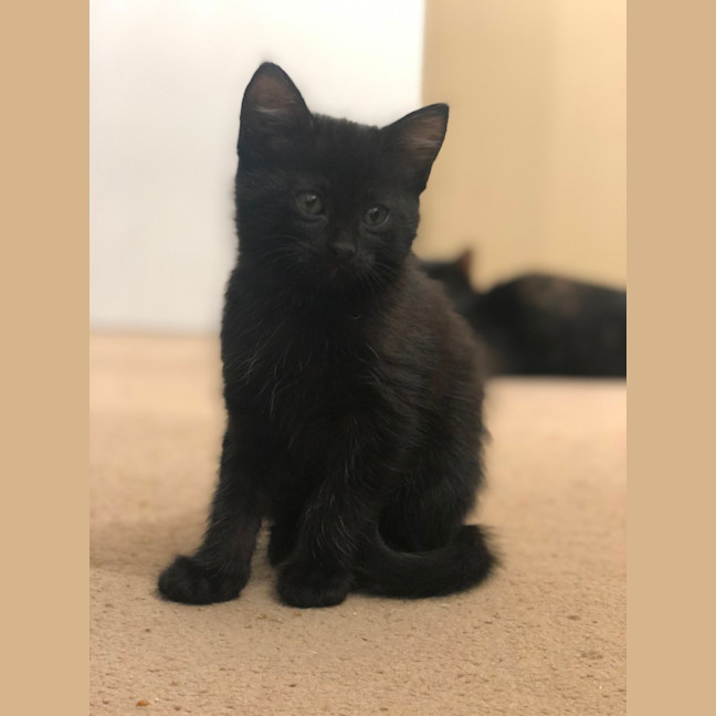 Photo of Kyle   2 Month Old Domestic Short Hair (Trial)