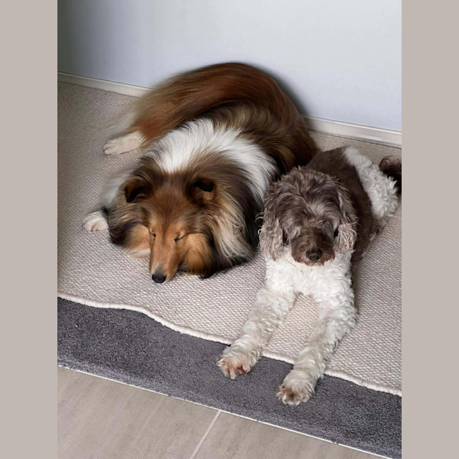 Photo of Lotus Biscoff