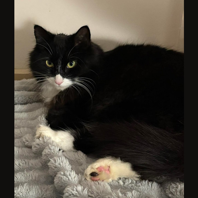 Photo of Inky