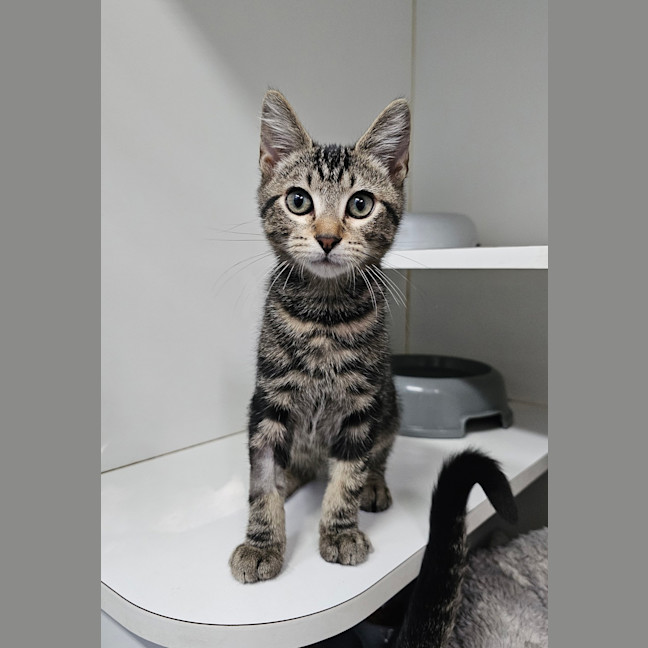 Photo of Lord Thunder Beans