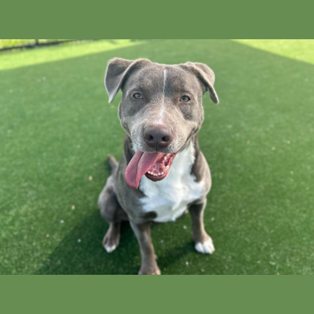 Photo of Rigby Imp 2134