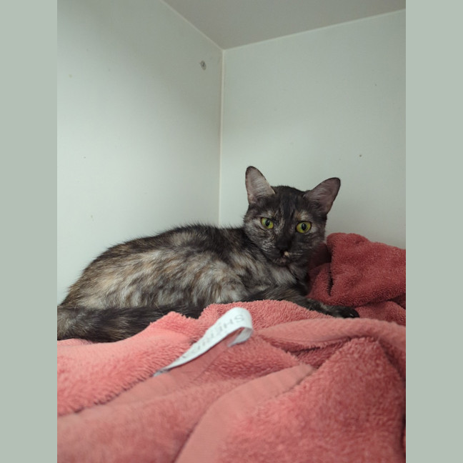 Photo of Pixie 