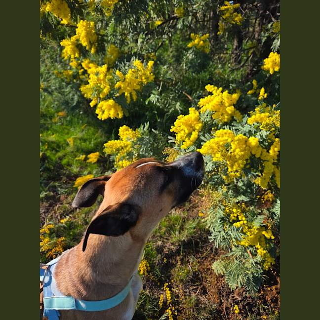 Photo of Moose