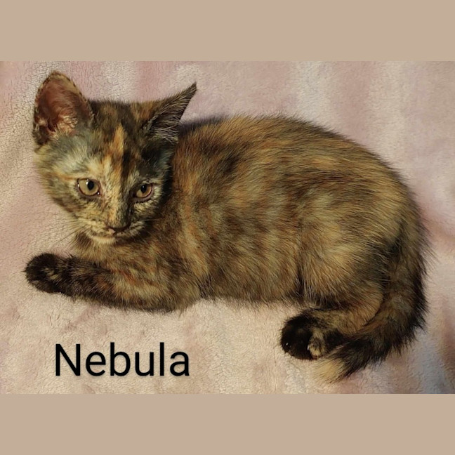 Photo of Nebula