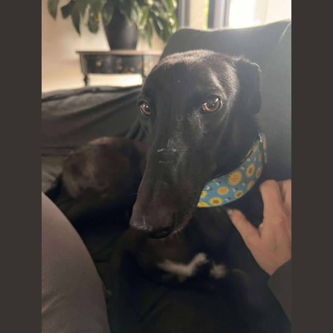 Photo of Izzy, The Greyhound