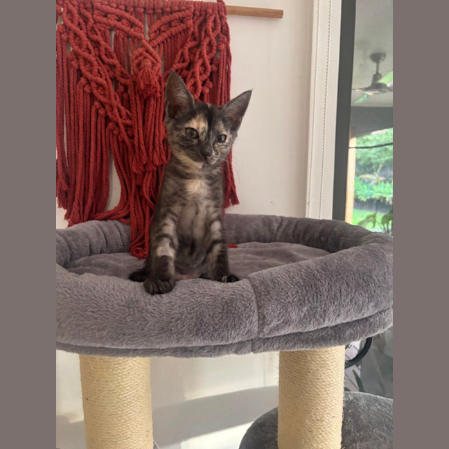 Photo of Matilda Meet Me@Petstock Hastings Store 17/5